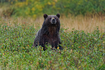 Wildlife