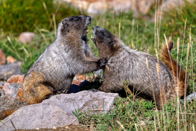 Wildlife