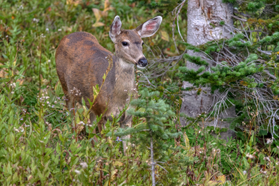 Wildlife