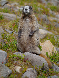 Wildlife