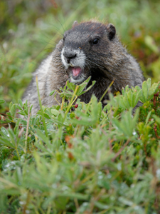 Wildlife