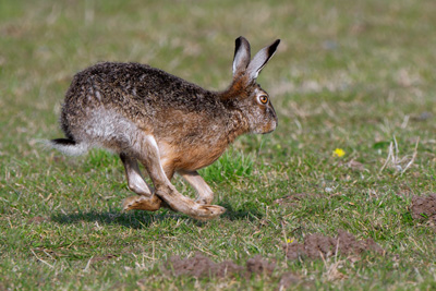 Wildlife