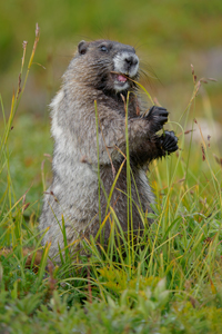 Wildlife