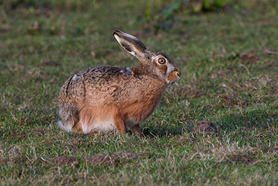 Wildlife