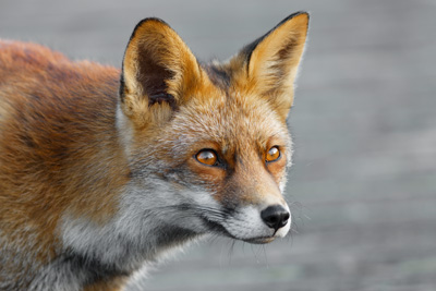 Wildlife